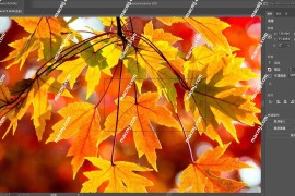 Illustrator 2024 for mac(Ai2024矢量设计应用程序)